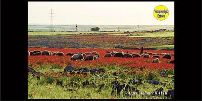 Viranşehir Burç Köyü Cıvarı