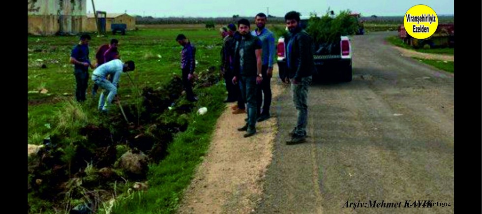 Bozca(Xerbebelek) Köyü Gençleri ağaç Dikti
