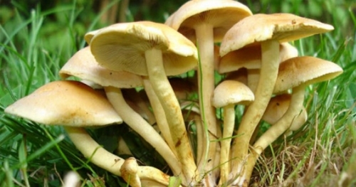 Mantar Zehirlenmelerine Karşı Uyarı