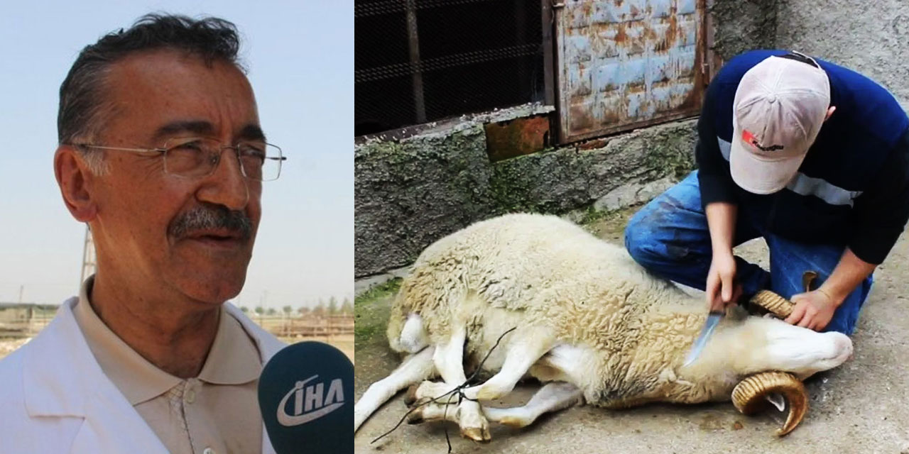 BESMELE İLE KESİLEN HAYVANLAR ACI ÇEKMİYOR: Bilim ispat etti