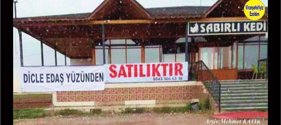 VAH SABIR KEDİ VAH SENİ BU HALE DÜŞÜREN KURUMLAR UTANSIN ..!