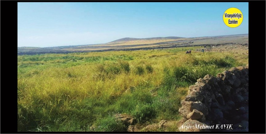 Viranşehir Ballıca Köyü Pirinç Tarlaları 