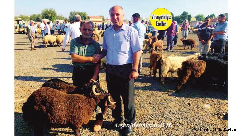 Viranşehir Belediyesi Eski Emlak Servisi Şefi Yeni Gelir Birimi Müdürü Aziz Yeter Hayvan Pazarını Denetledi 