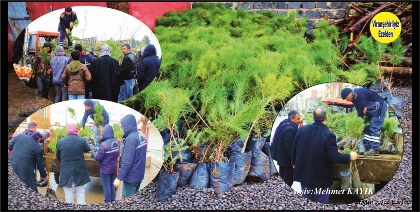VİRANŞEHİR BELEDİYESİ YEŞİL BİR VİRANŞEHİR İÇİN  ÜCRETSİZ FİDAN DAĞITIMI YAPTI…