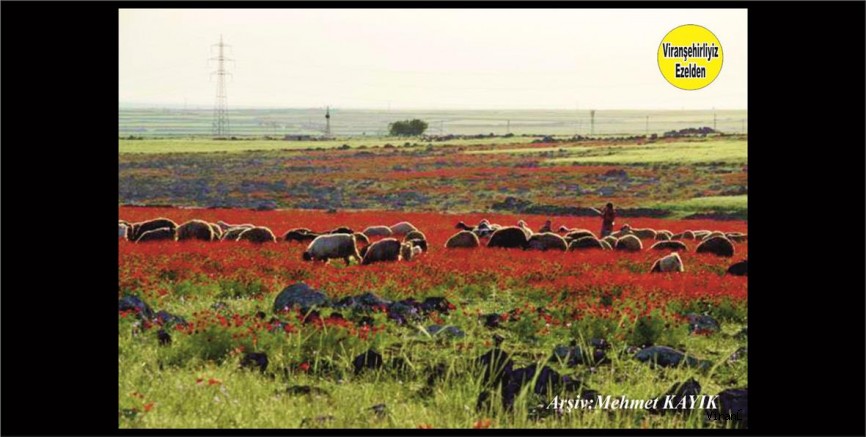 Viranşehir Burç Köyü 