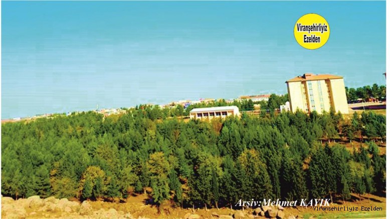 Viranşehir Curcup Bölgesindeki Orman