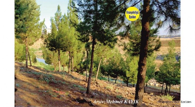 Viranşehir Curcup Ormanıı