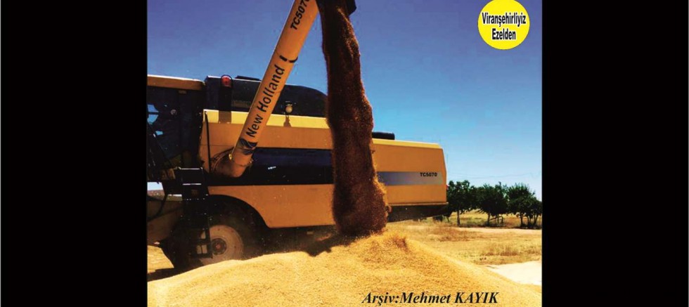 Viranşehir'de Buğday hasadı