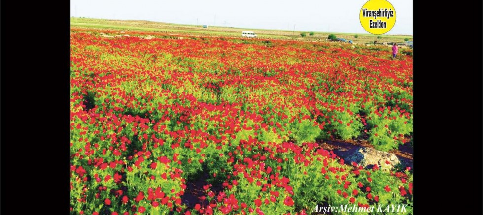 Viranşehir'de çok güzel Kır manzaraları