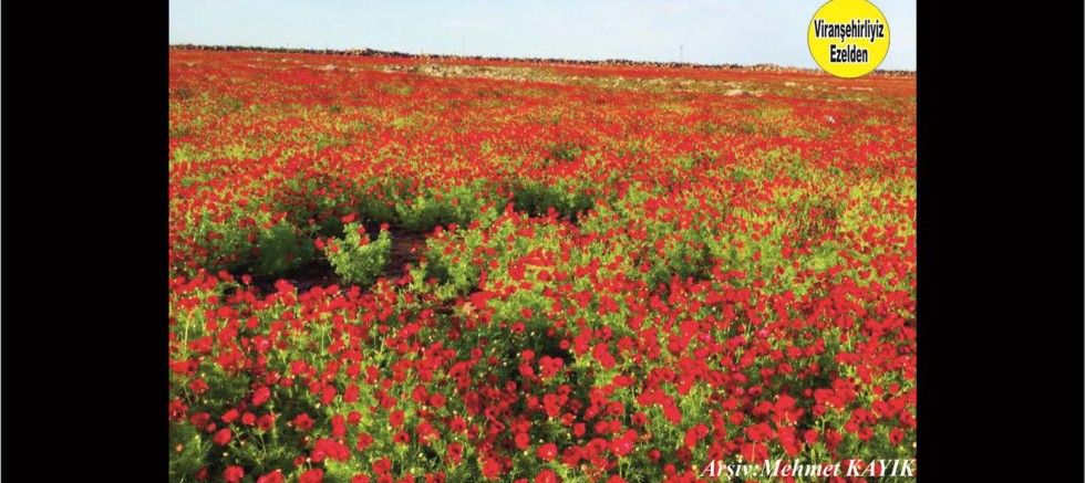 Viranşehir'de Çok Güzel Kırda Çiçekler