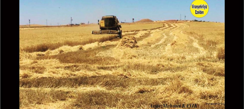 Viranşehir’de Halen Tarla Ekinlerini Biçim işleri devam ediyor 