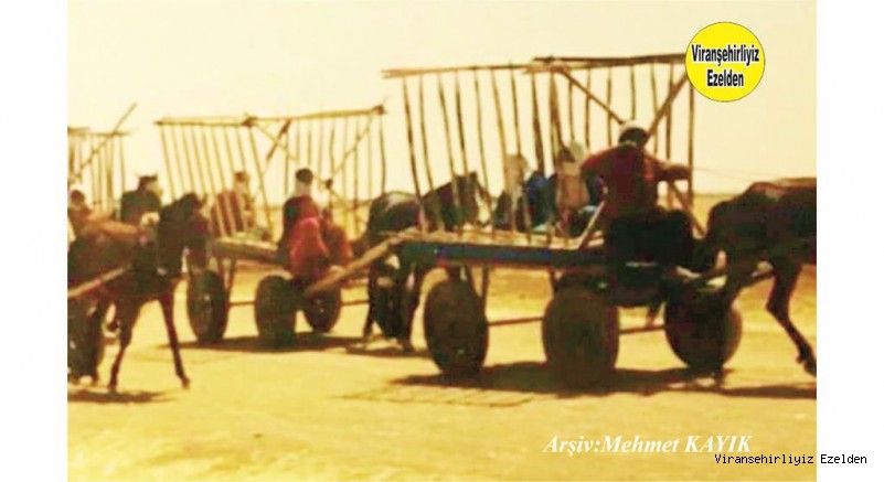Viranşehir'de Kirsal Kesimlerde Saman Yüklenen At Arabaları