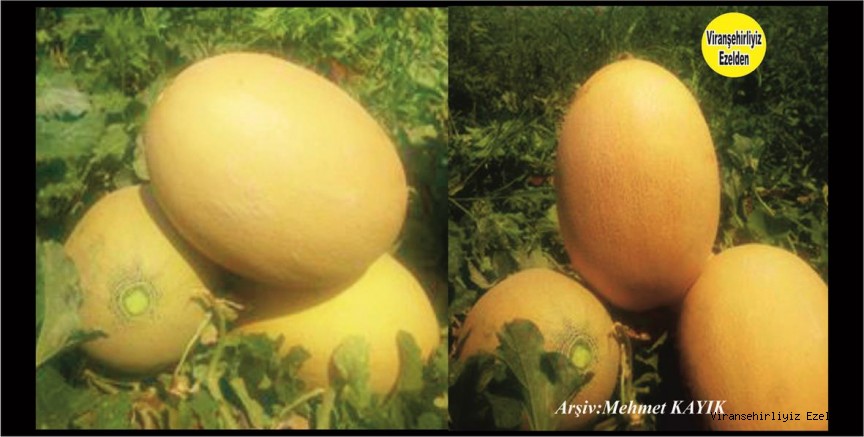 Viranşehir'de Tarihi Rekora İmza atılmak üzere