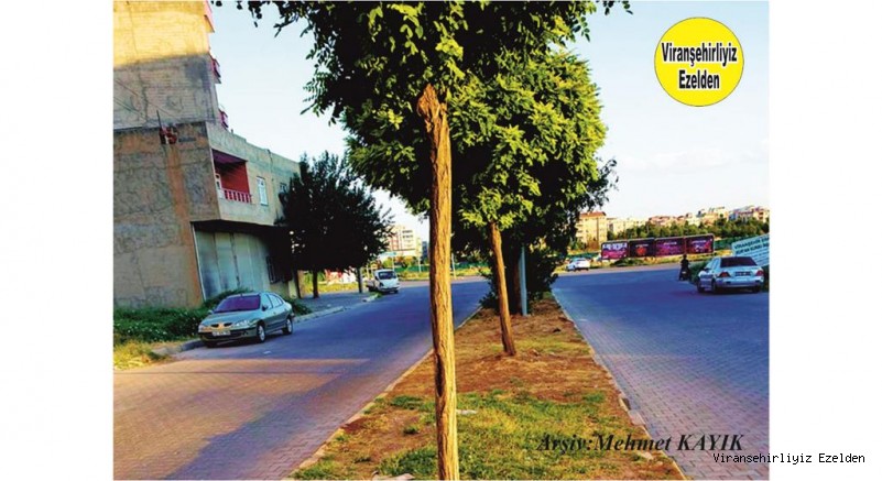 Viranşehir Eski Urfa Caddesinde Orta Refuj