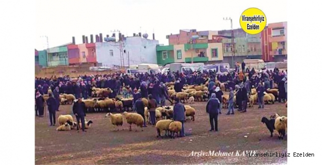 Viranşehir Hayvan Pazarı