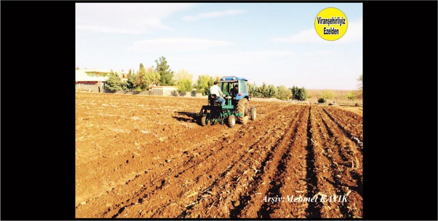 Viranşehir’in Harika Tarlaları
