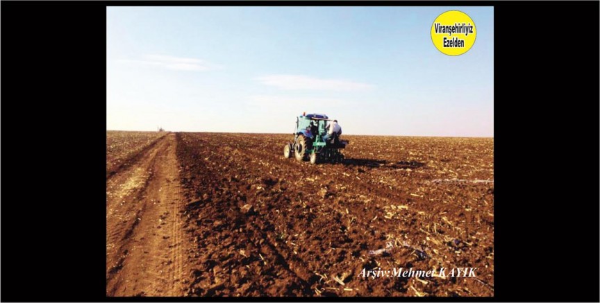 Viranşehir’in Harika Toprağıda Tarla Sürümü