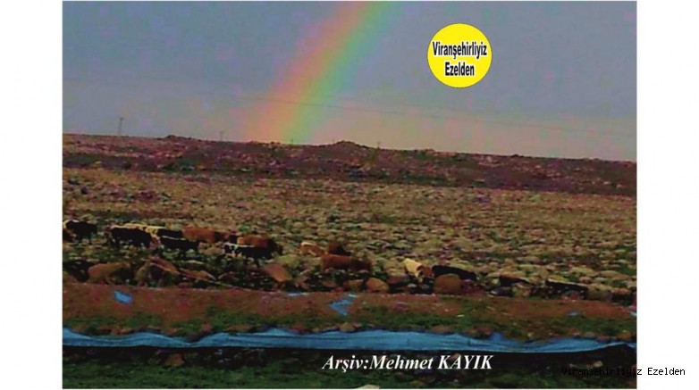 Viranşehir Kargalı(Kerkeli) Köyü