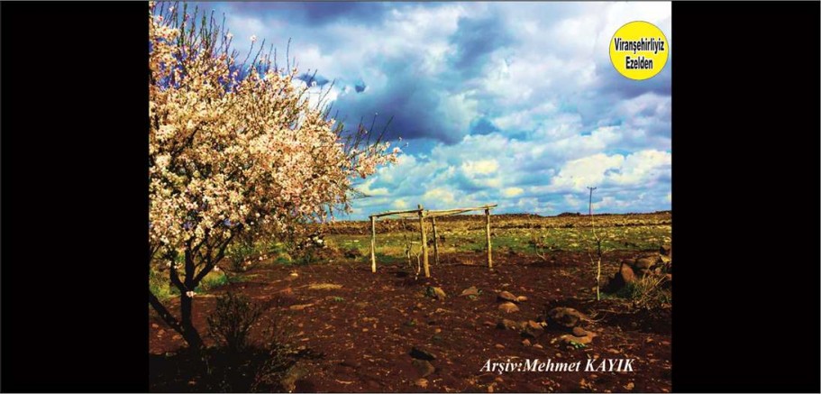  Viranşehir Kırsalı