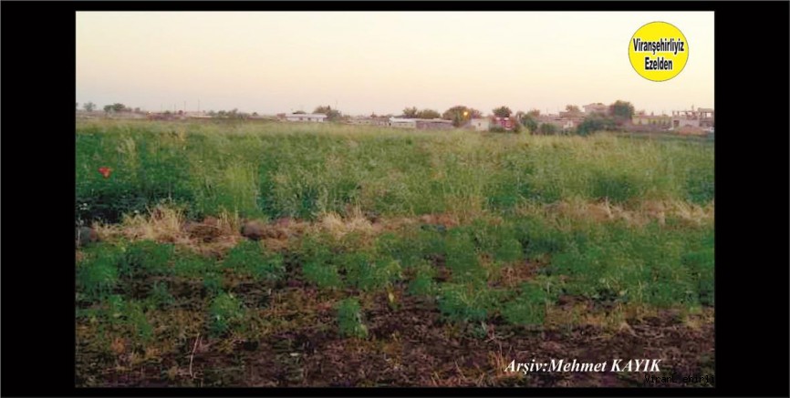 Viranşehir Sulutepe Köyü 