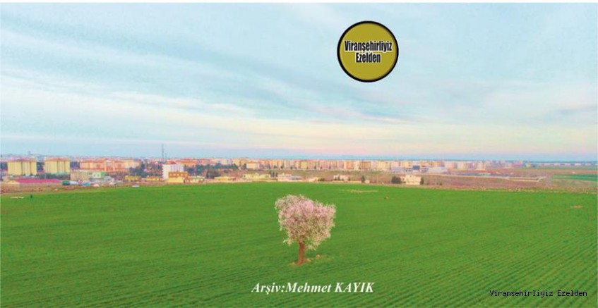 Viranşehir Yenişehir Mahallesinin  Genel Bakışı 