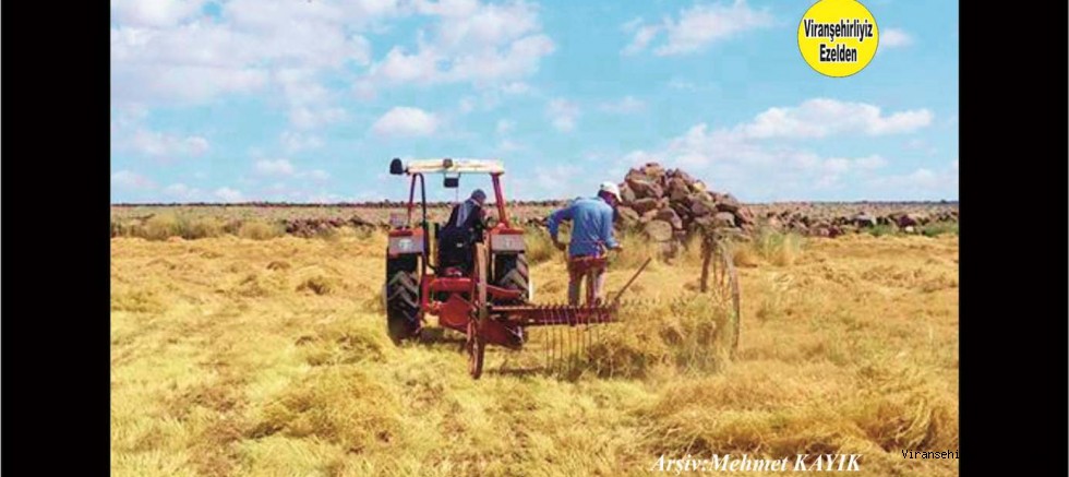 Viranşehirde Ekinlerin Hasat Zamanı 